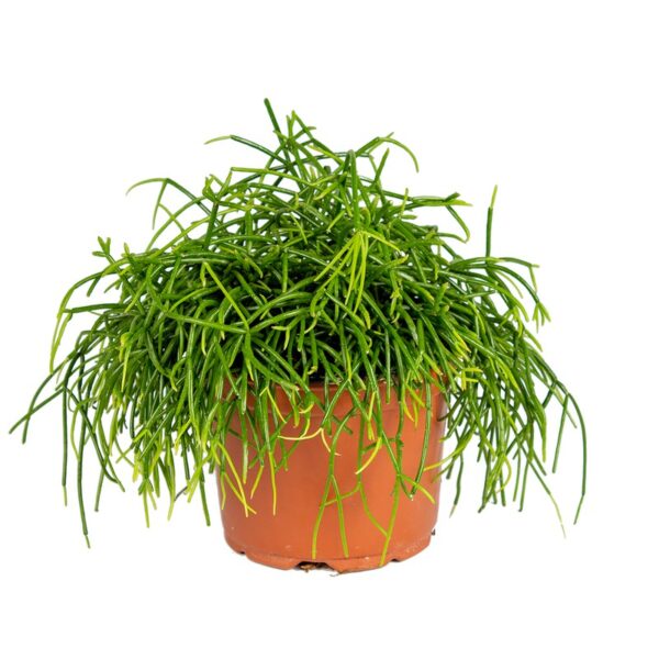 RHIPSALIS