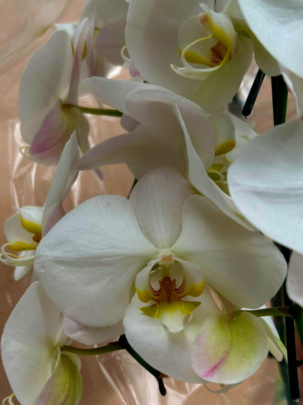 ORQUÍDEA DUPLA - Image 3