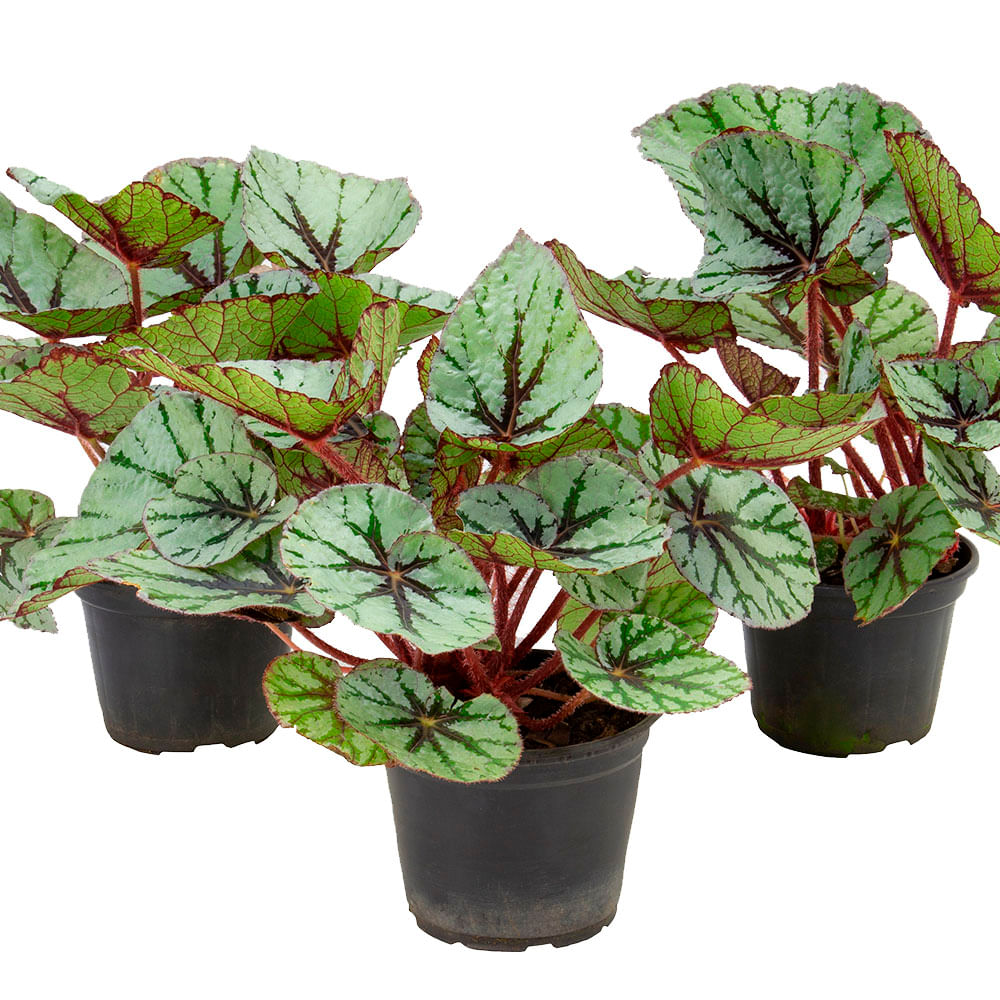 BEGONIAS REX SEM FLORES