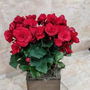 BEGÔNIA NO CACHEPOT DE MADEIRA