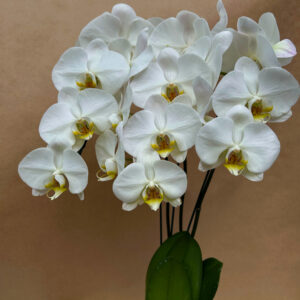 ORQUÍDEA COM 3 ASTES