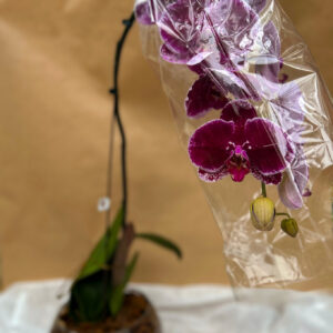 ORQUÍDEA EXÓTICA MODELO CASCATA