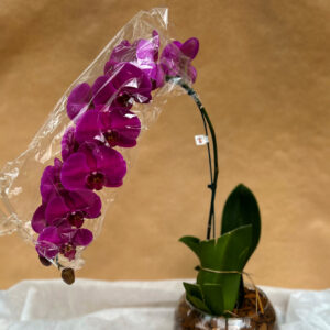 ORQUÍDEA MODELO CASCATA PINK