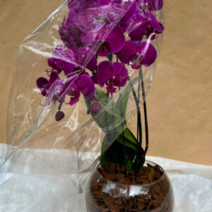 ORQUÍDEA DUPLA BAIXA