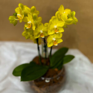 MINI ORQUÍDEA AMARELA NO AQUÁRIO DE VIDRO