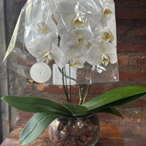 Orquídeas 3 hastes 14+ no vidro