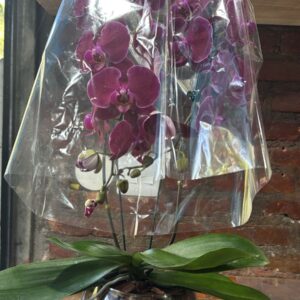 Orquídeas 2 hastes Fari 14+