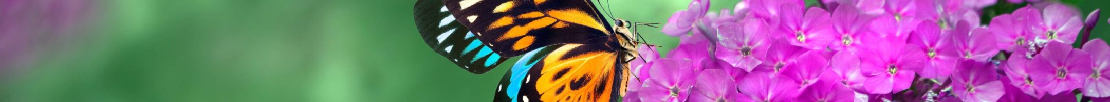 butterfly-purple-flower-min