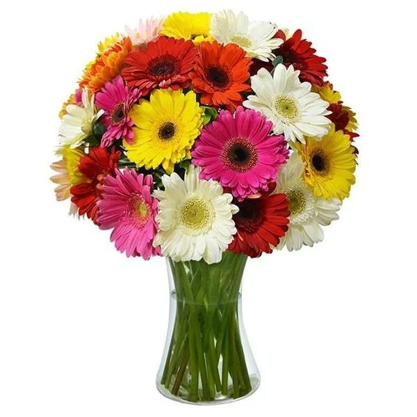 ARRANJO DE GERBERAS COLORIDAS - 1 DÚZIA E MEIA