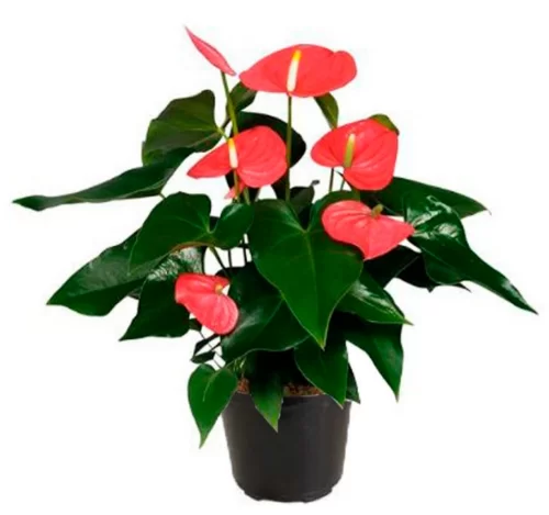 ANTURIO VERMELHO