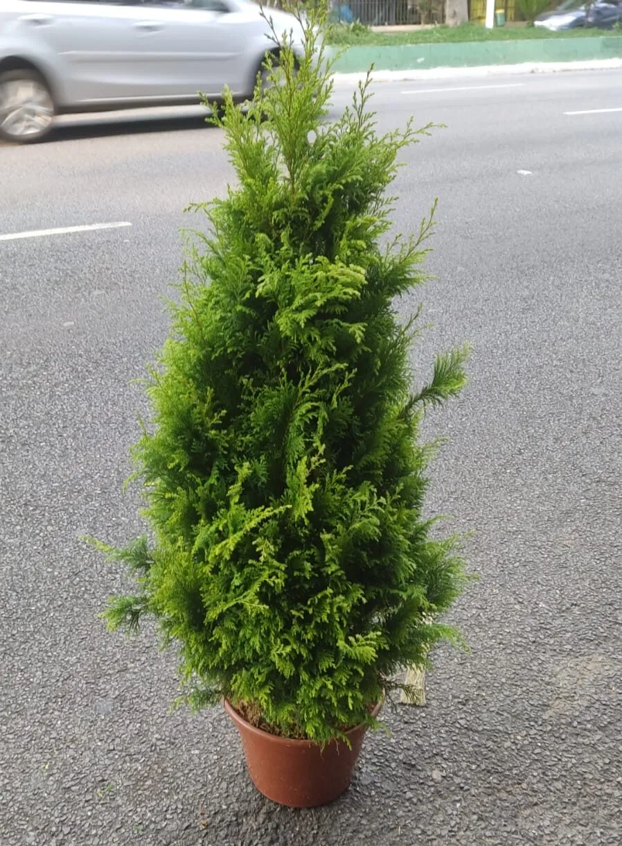 Árvore de Natal | 1,2 metros