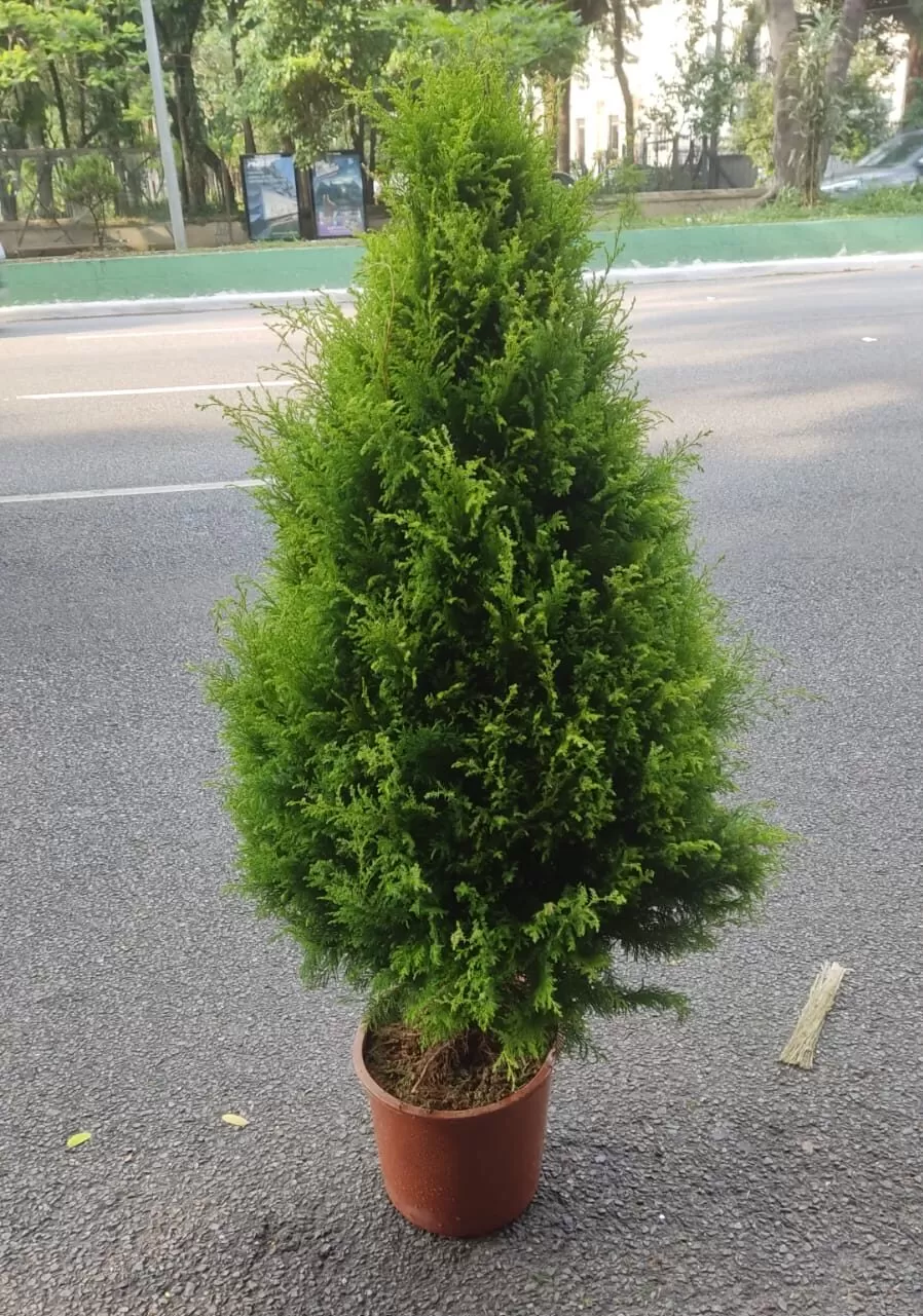 Árvore de Natal | 1,4 metros