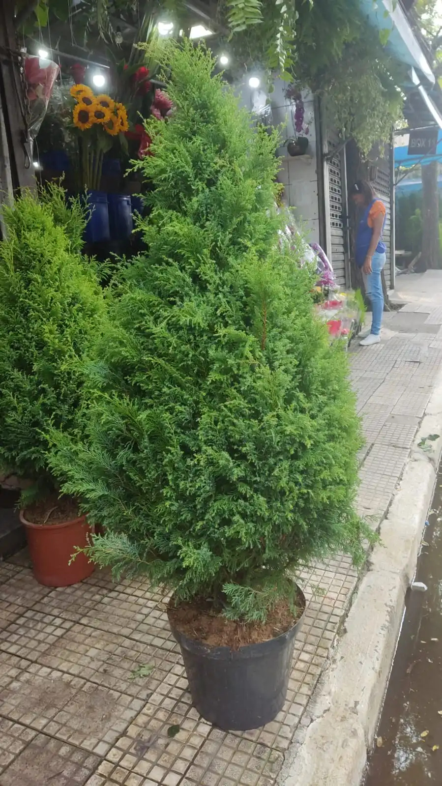 Árvore de Natal | 1,7 metros