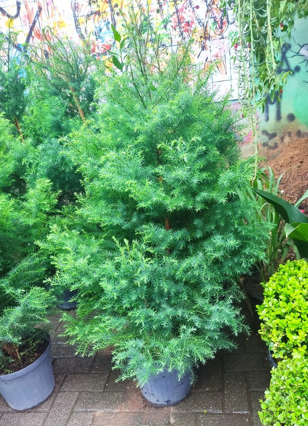 Árvore de Natal | 1,5 metros