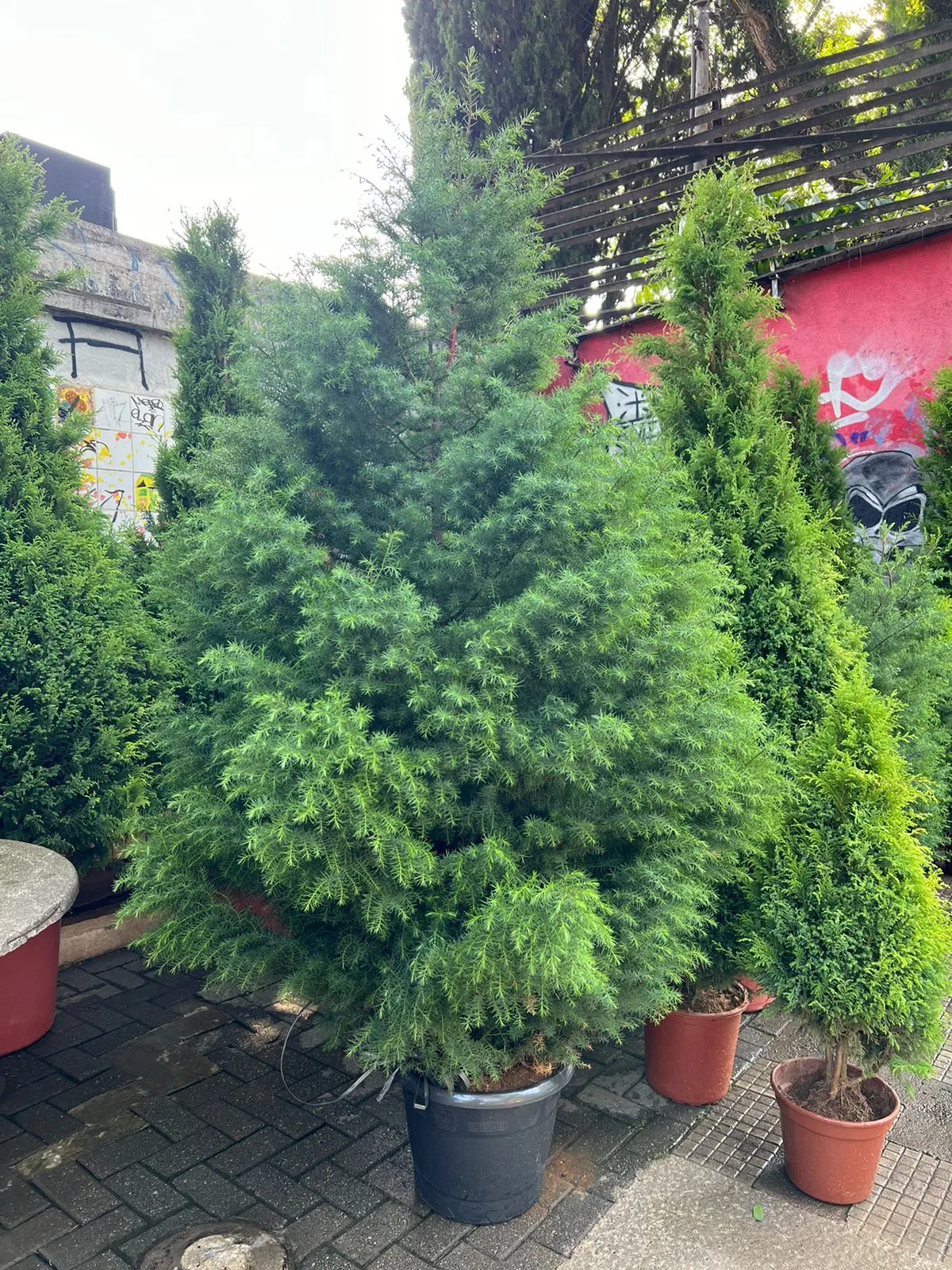 Árvore de Natal - Pinheiro Tradicional | 2,5 metros