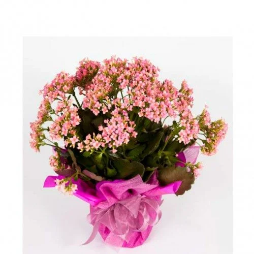 CALANCHOE EM VASO G.