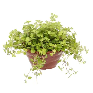 DINHEIRO EMPENCA PEQUENO