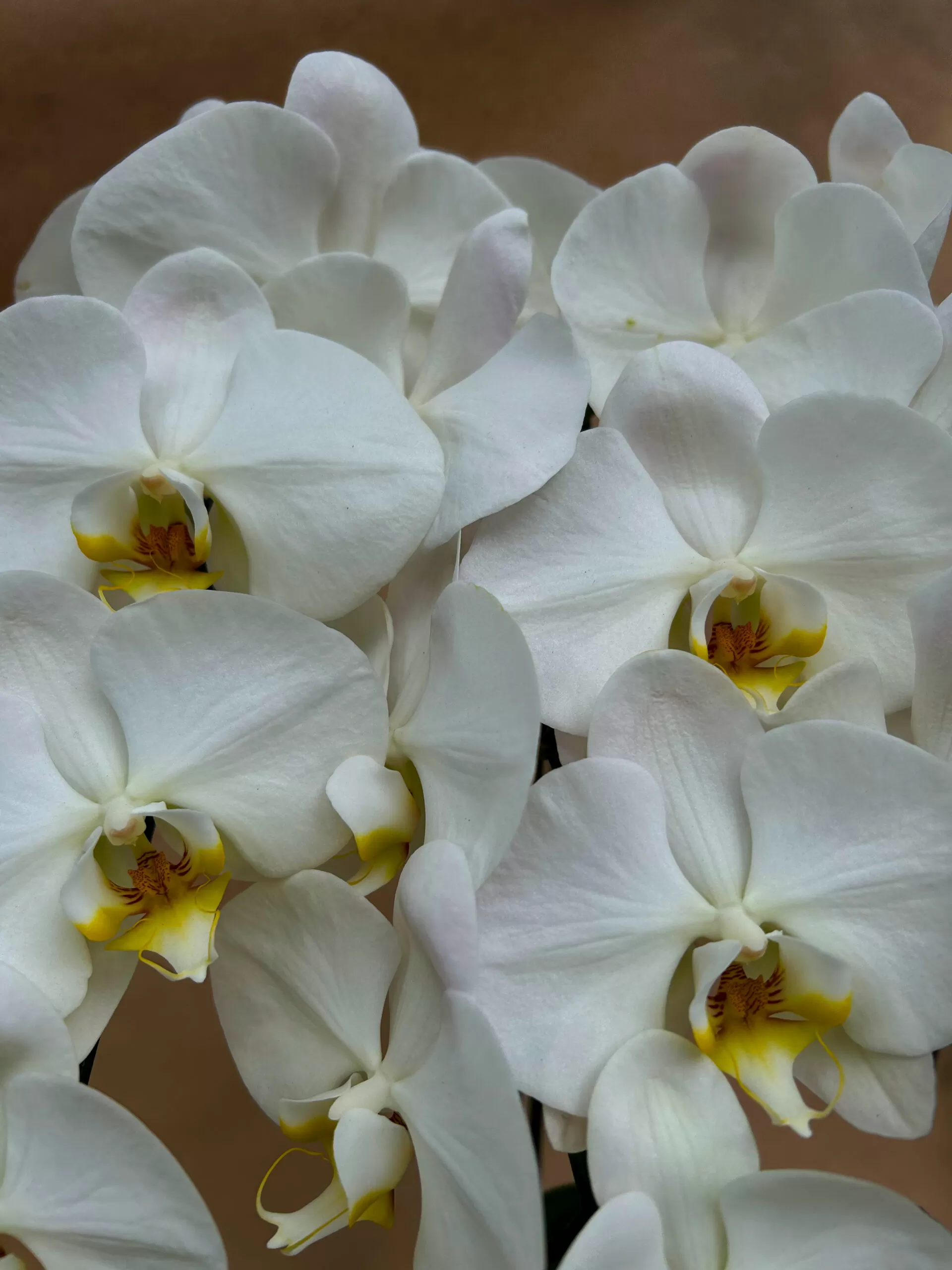 ORQUÍDEA COM 3 ASTES - Imagem 2