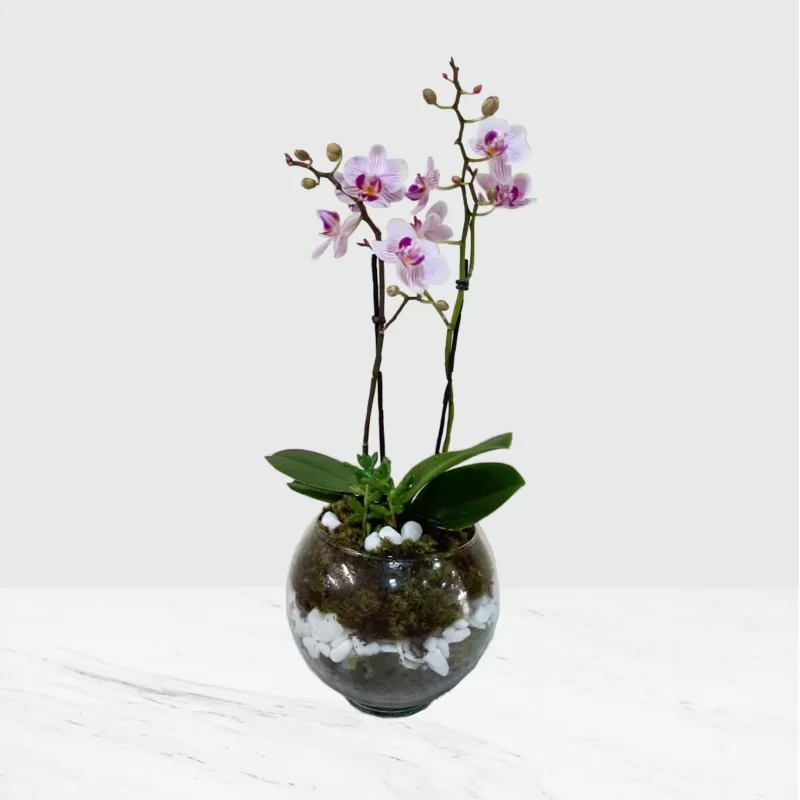 MINI ORQUIDEAS NO AQUÁRIO DE VIDRO