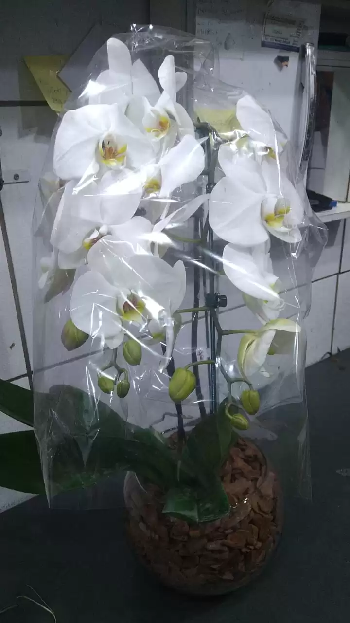 ORQUÍDEA DUPLA DUPLA BRANCA