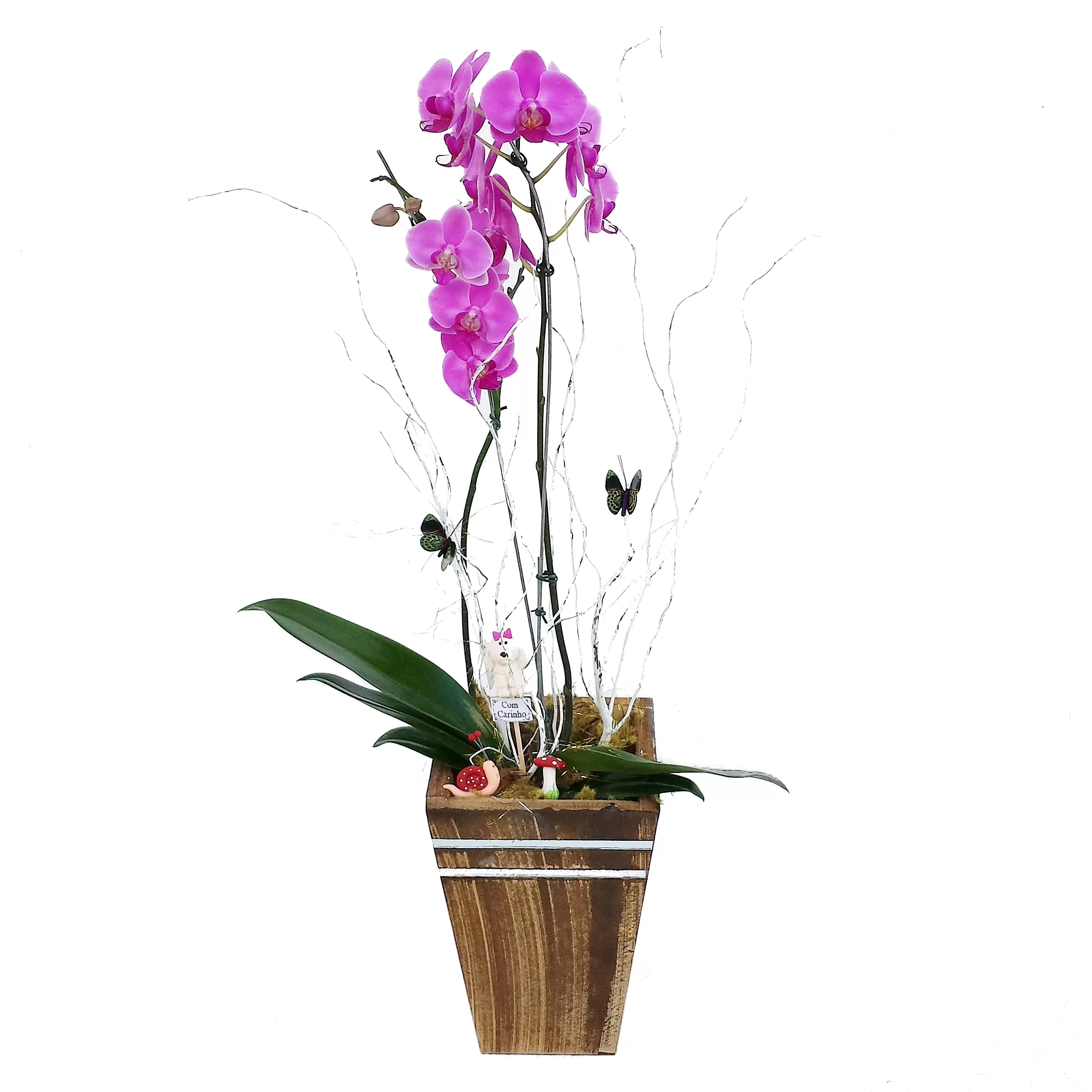 ORQUIDEAS PHALAENOPSIS NO CACHEPO DE MADEIRA