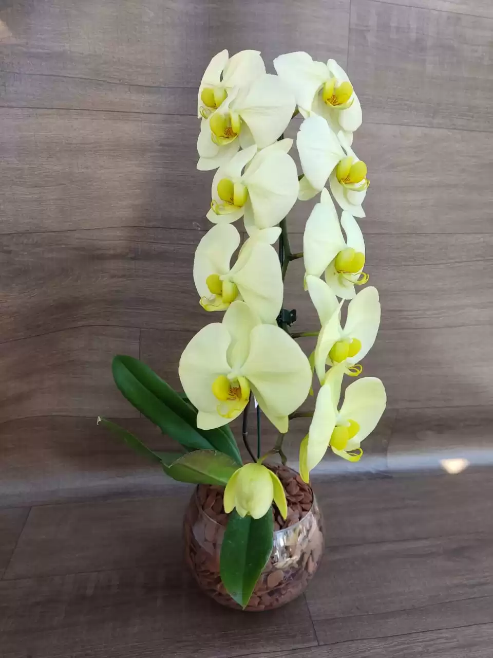 ORQUÍDEA PHALAENOPSIS AMARELA NO AQUÁRIO DE VÍDRO