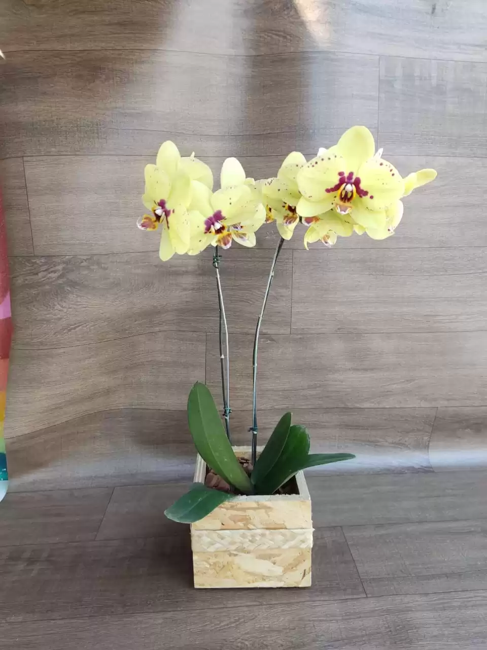 Orquídea Phalaenopsis Dupla no Cachepô de Madeira