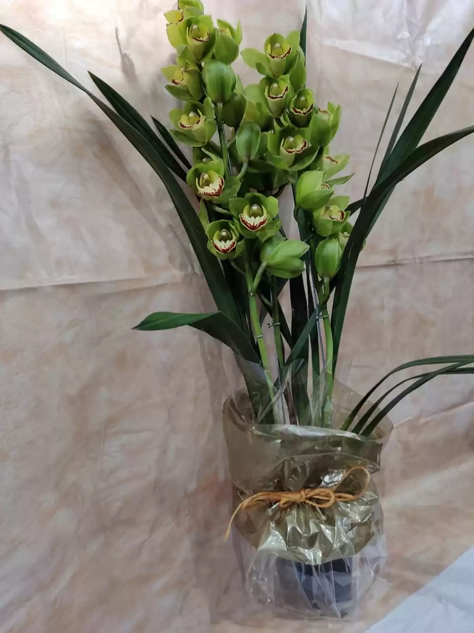 Orquídea Cymbidium no Aquário de Vidro