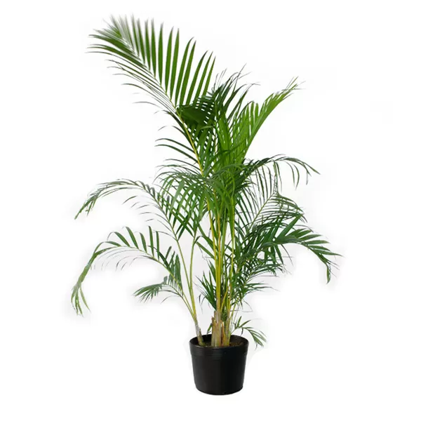 PALMEIRA ARECA