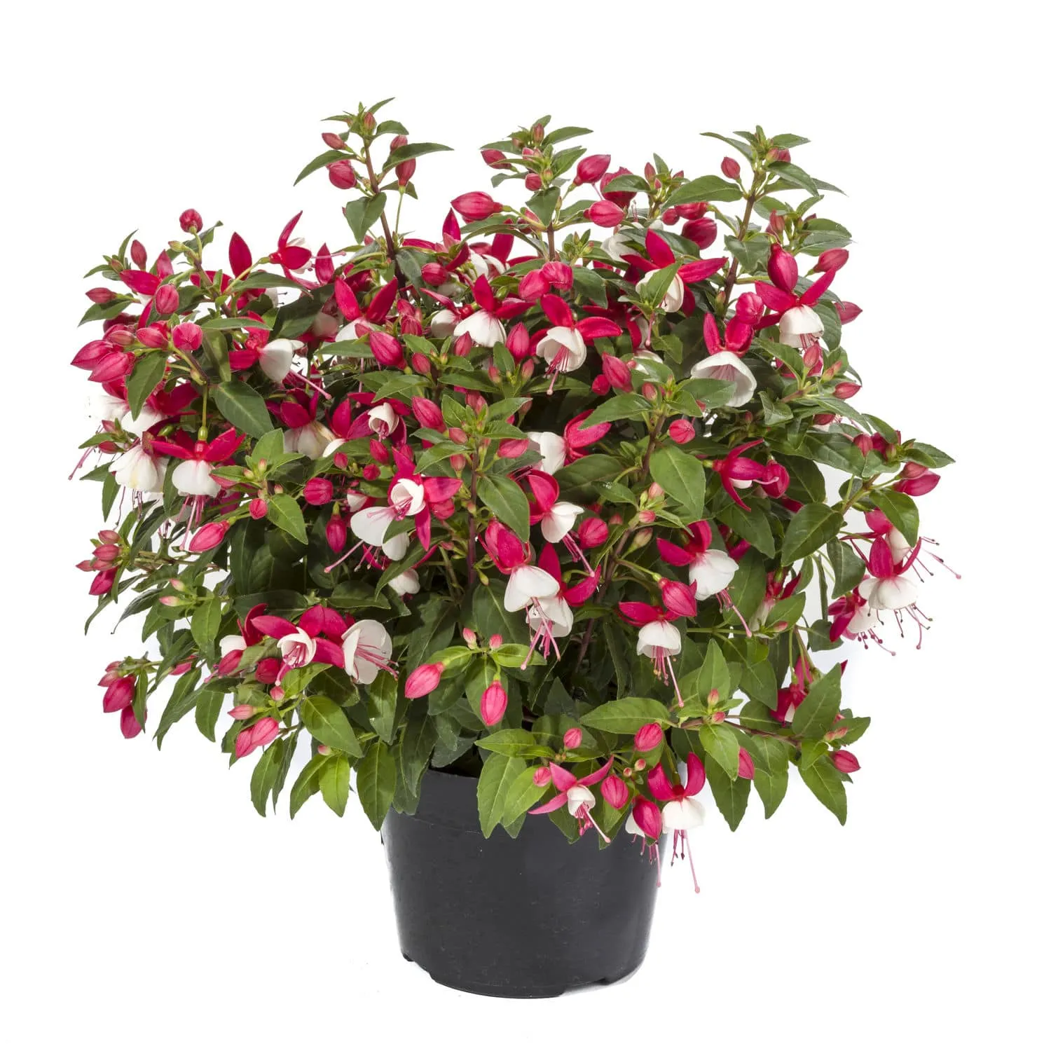 PLANTA BRINCO DE PRINCESA