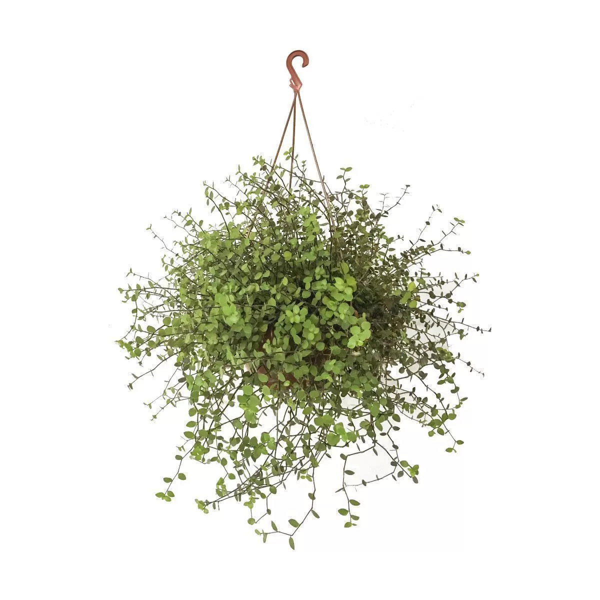 PLANTA DINHEIRO EM PENCA