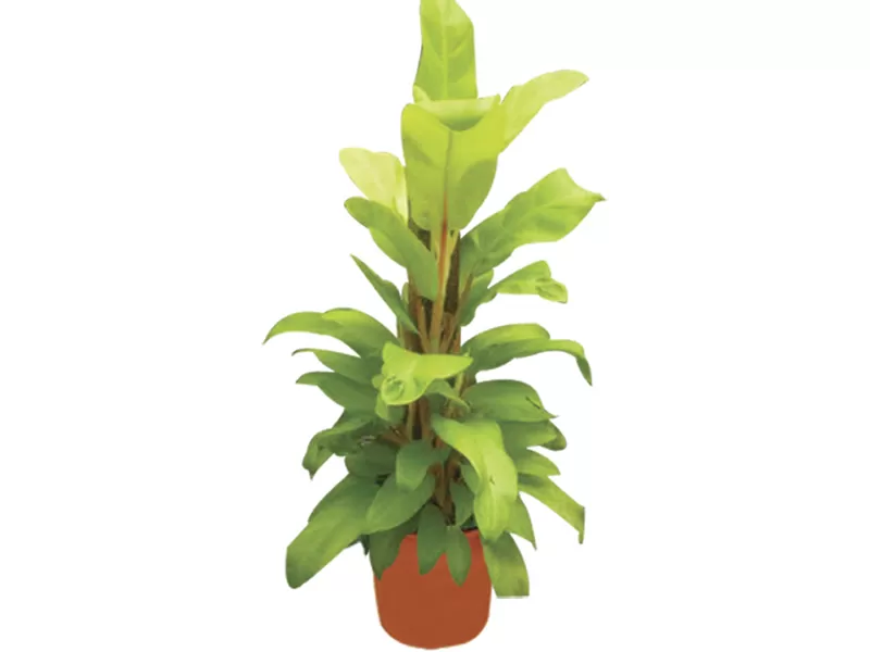 PLANTA PHILODENDRON