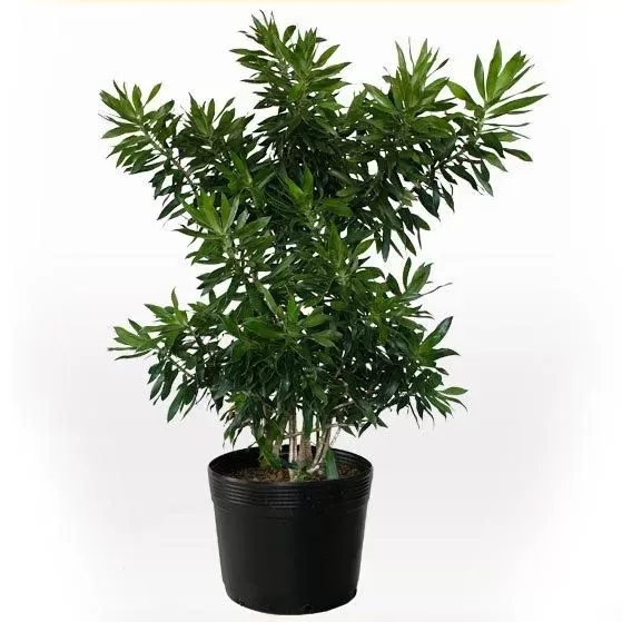 PLANTA PLEOMELE