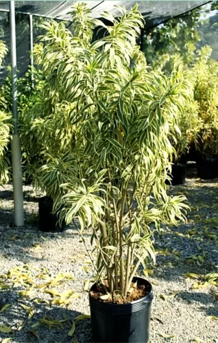 PLEOMELE VARIEGATA