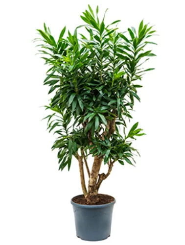 PLEOMELE VERDE