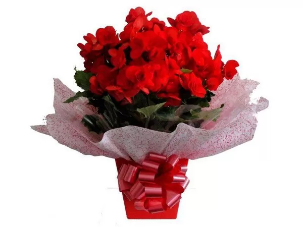 VAZOS DE BEGONIAS EMBALADAS