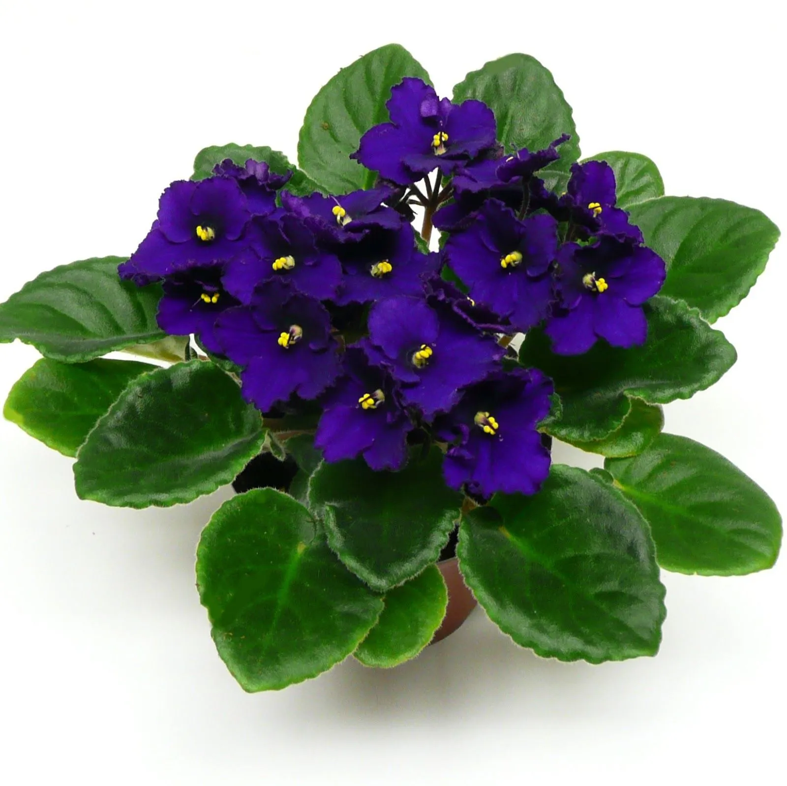 VIOLETAS