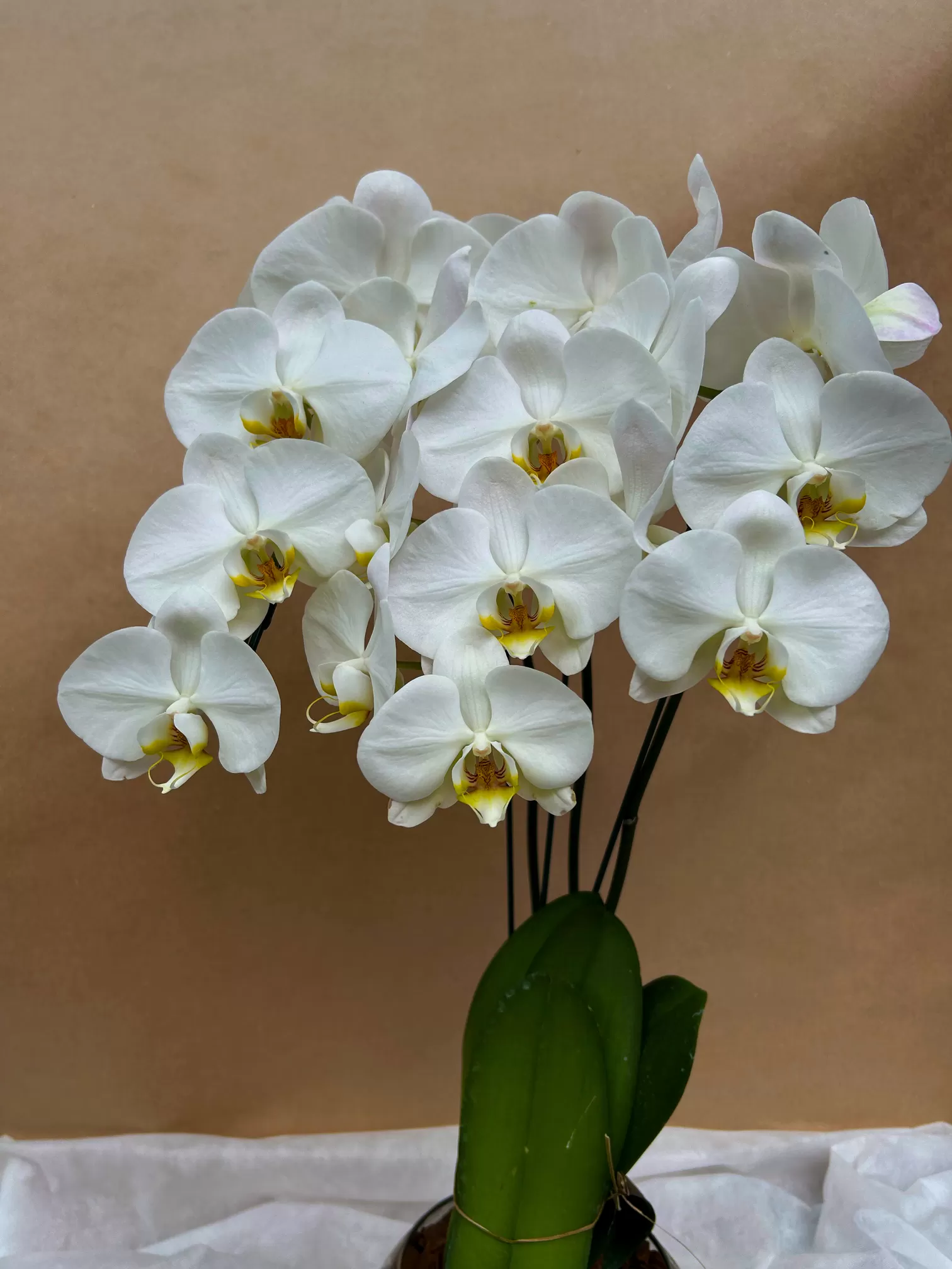 ORQUÍDEA COM 3 ASTES