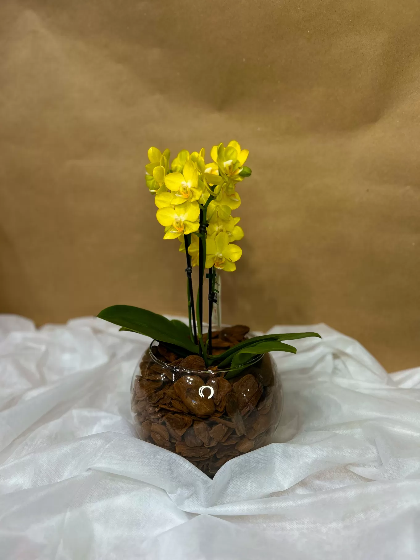 MINI ORQUÍDEA AMARELA NO AQUÁRIO DE VIDRO - Imagem 2