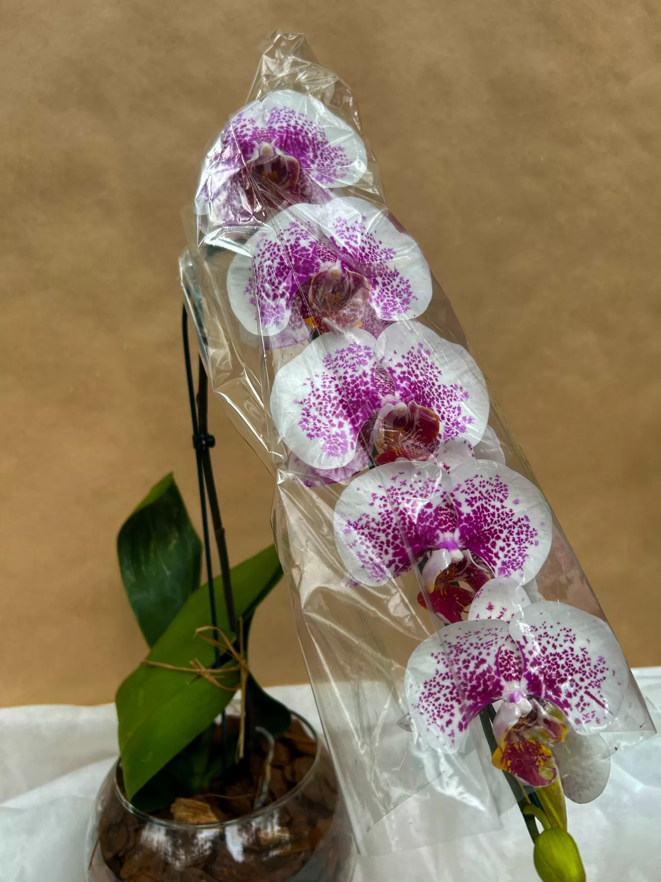 ORQUÍDEA EXÓTICA COM ÁSTER