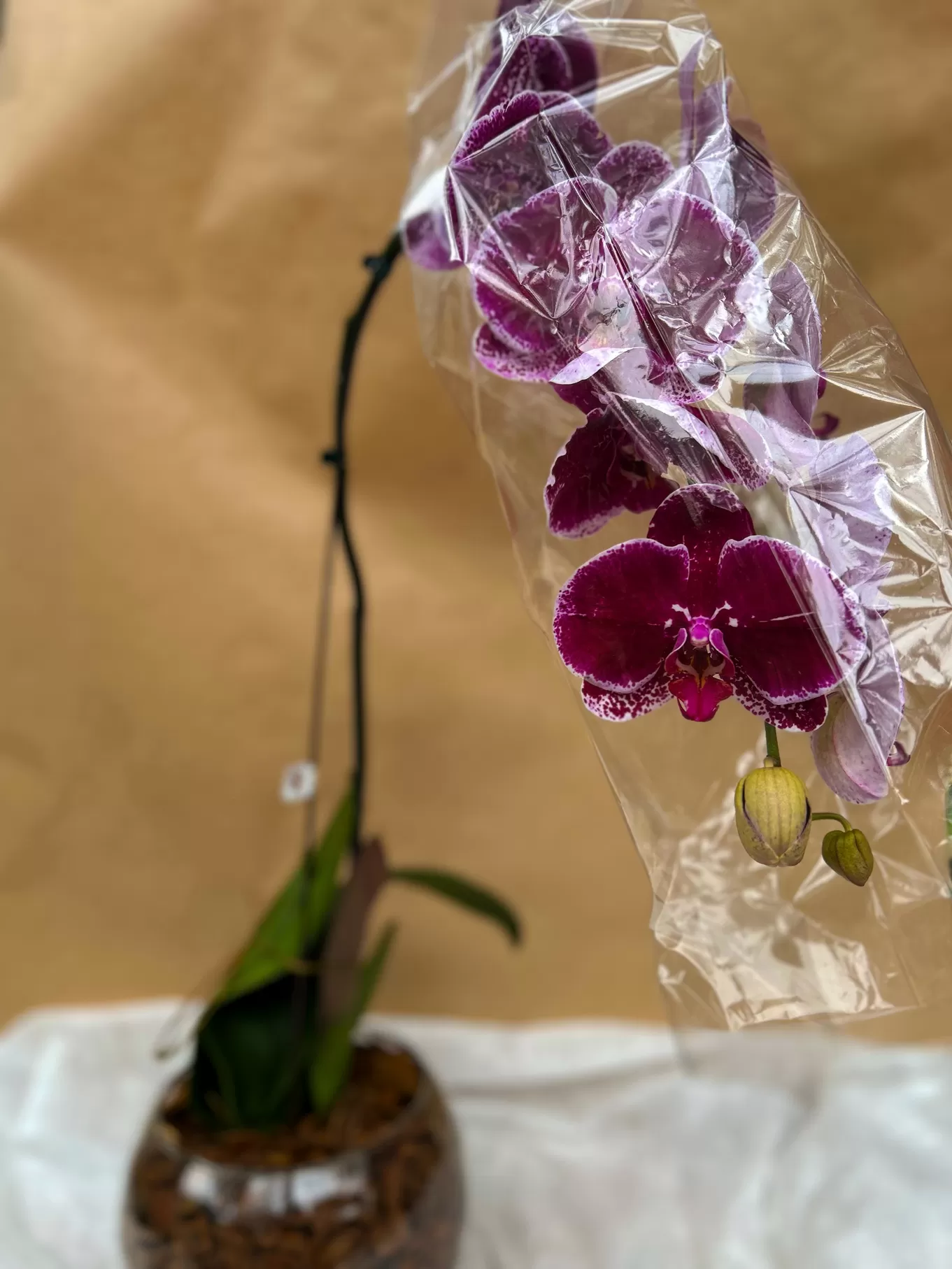 ORQUÍDEA EXÓTICA MODELO CASCATA - Imagem 2
