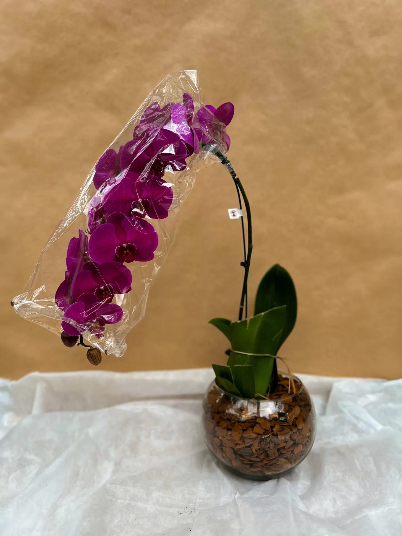ORQUÍDEA MODELO CASCATA PINK - Imagem 2