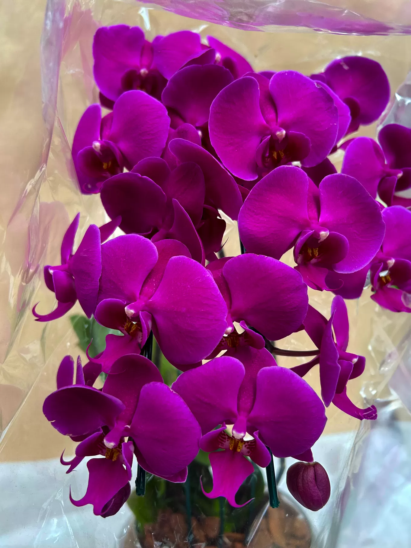 ORQUÍDEA DUPLA BAIXA - Imagem 3