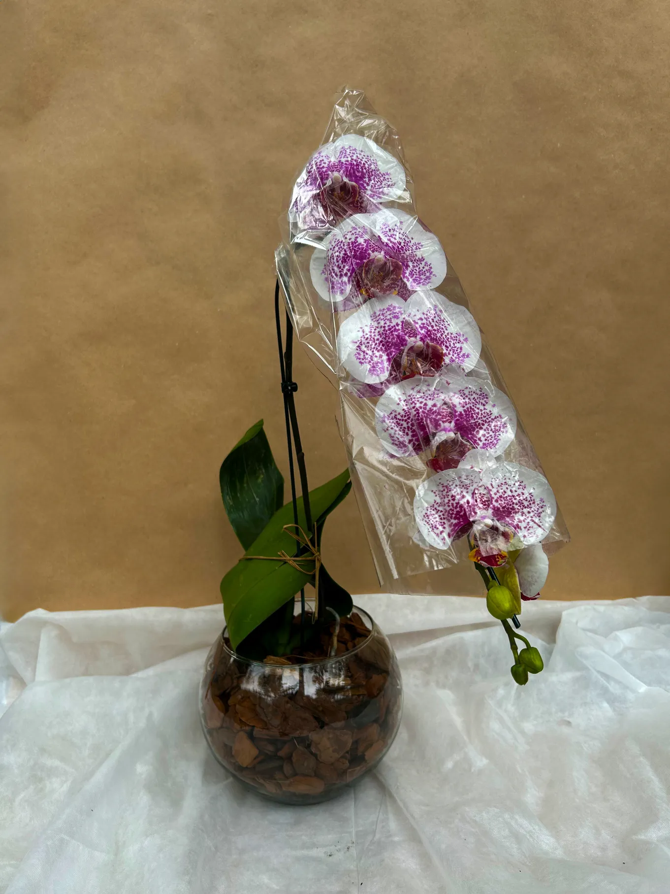 ORQUÍDEA EXÓTICA COM ÁSTER - Imagem 2