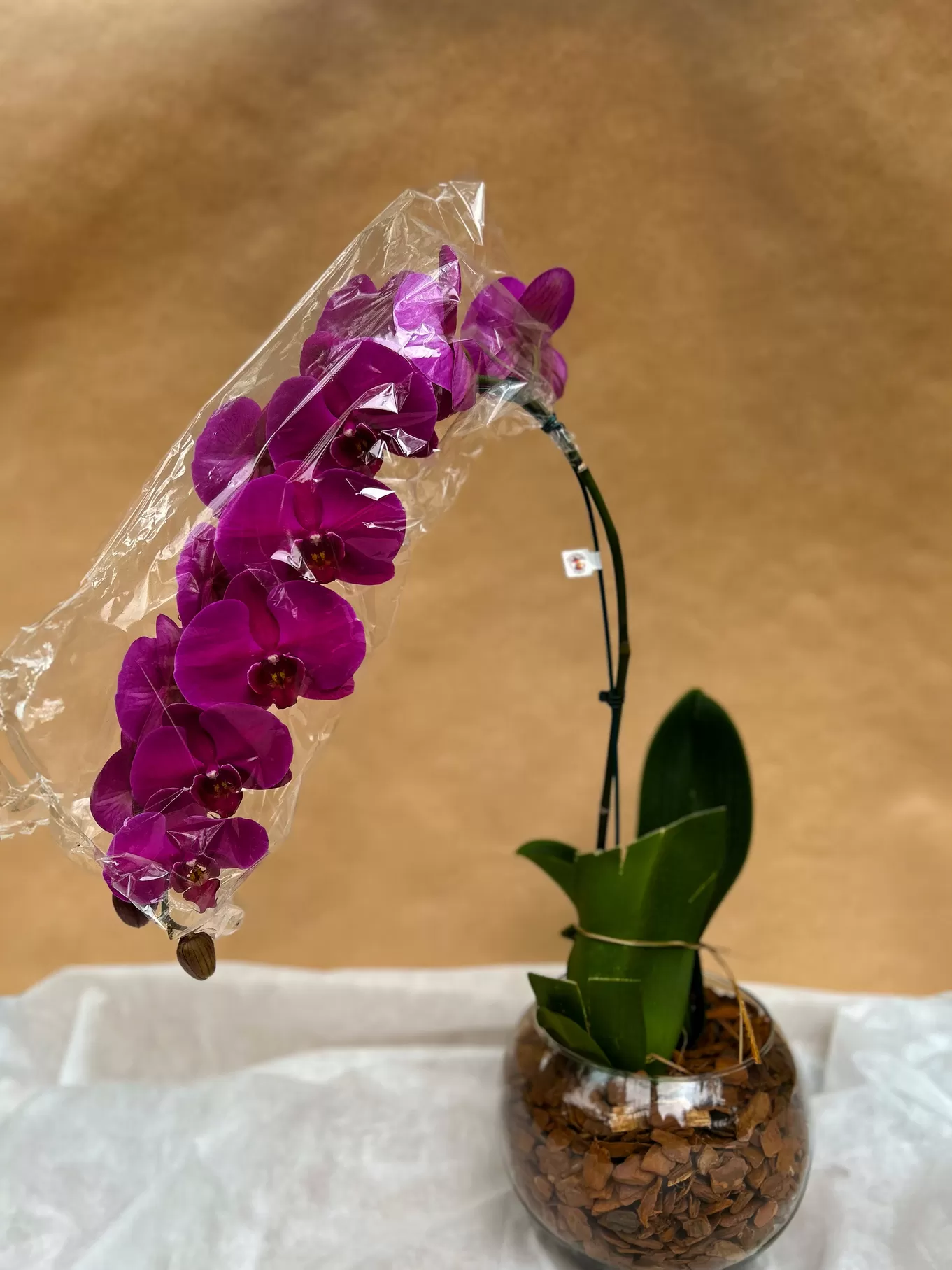 ORQUÍDEA MODELO CASCATA PINK