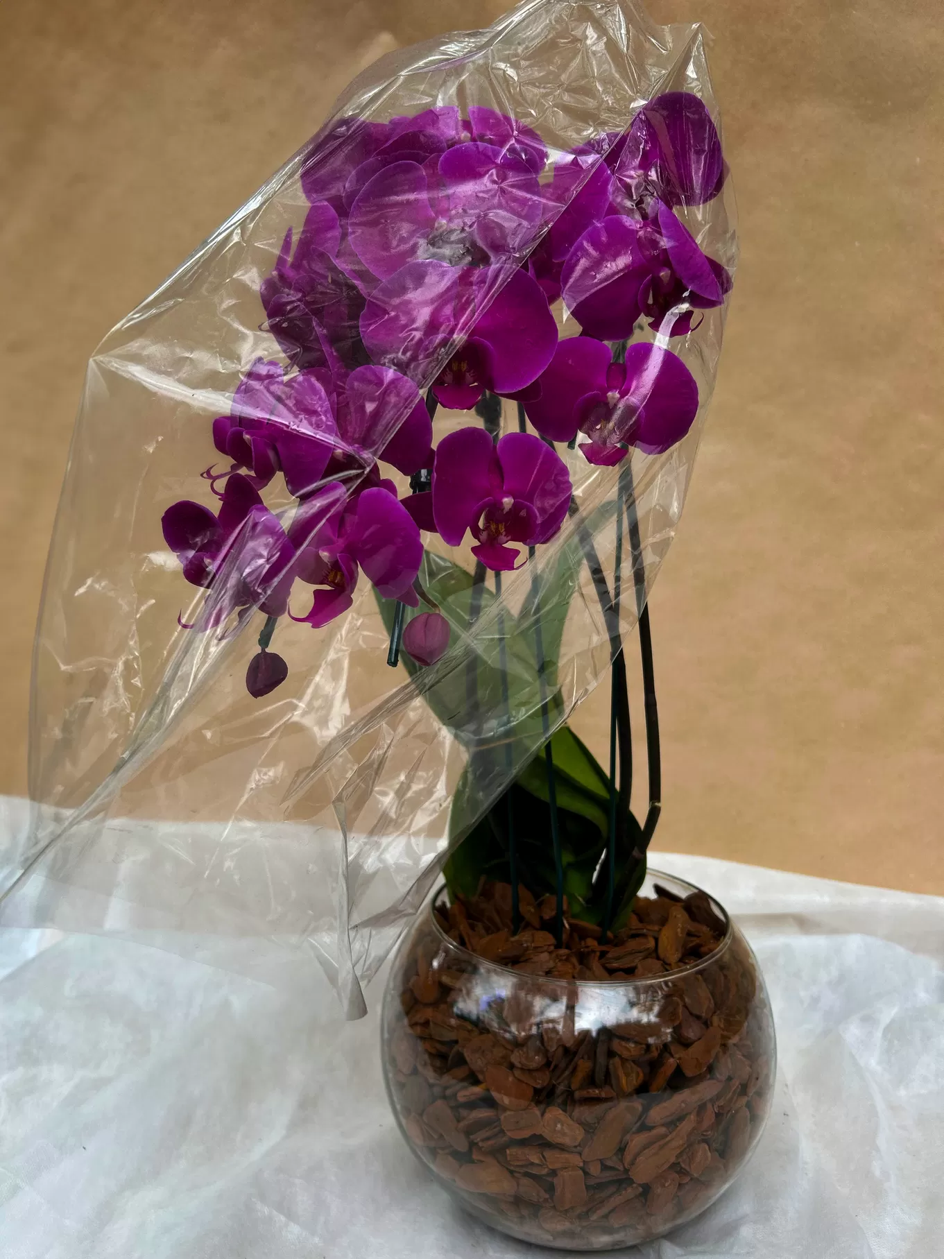 ORQUÍDEA DUPLA BAIXA