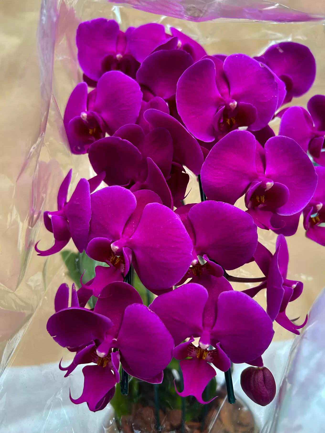 ORQUÍDEA DUPLA BAIXA - Imagem 2