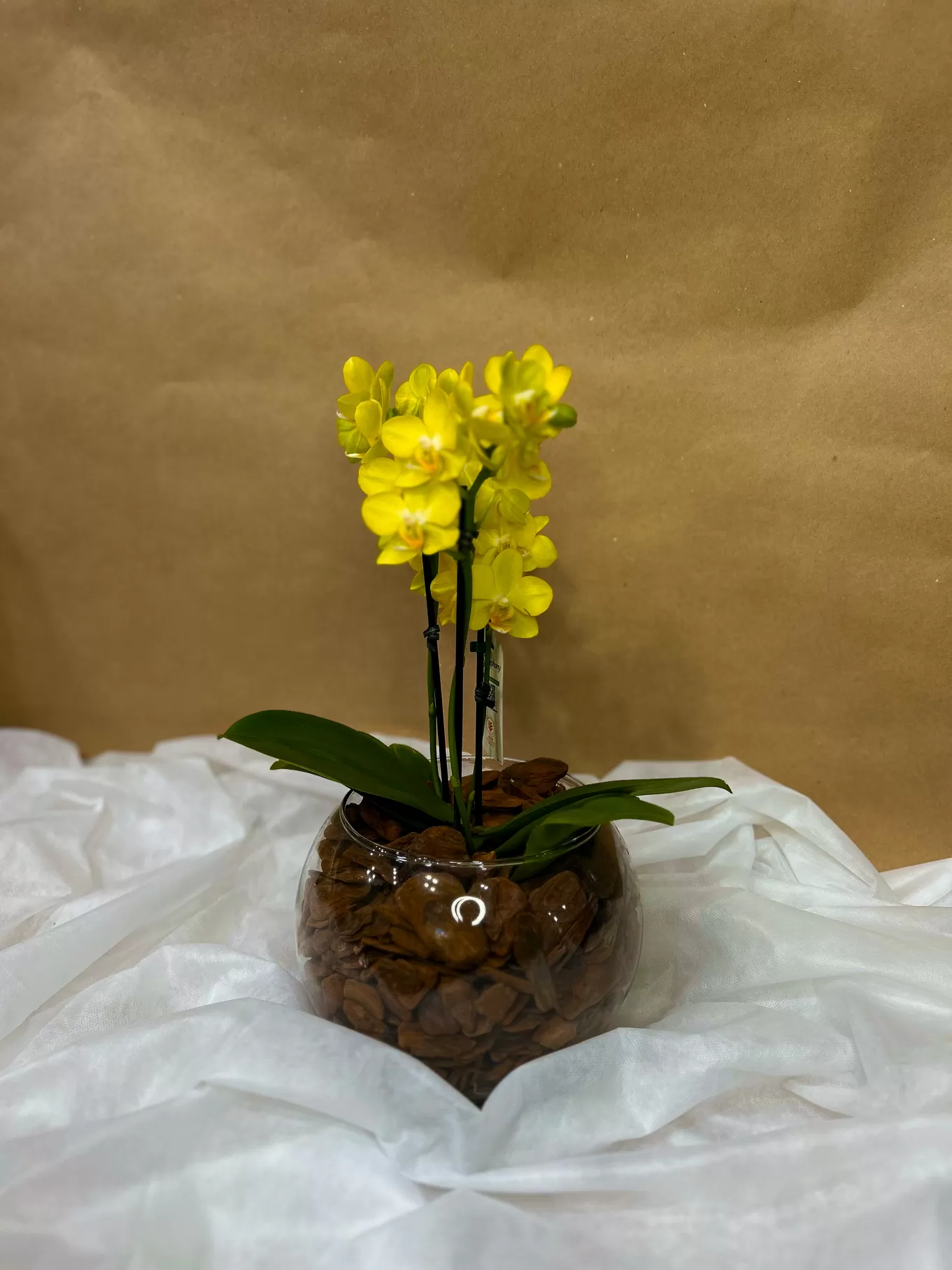 MINI ORQUÍDEA AMARELA NO AQUÁRIO DE VIDRO - Imagem 4