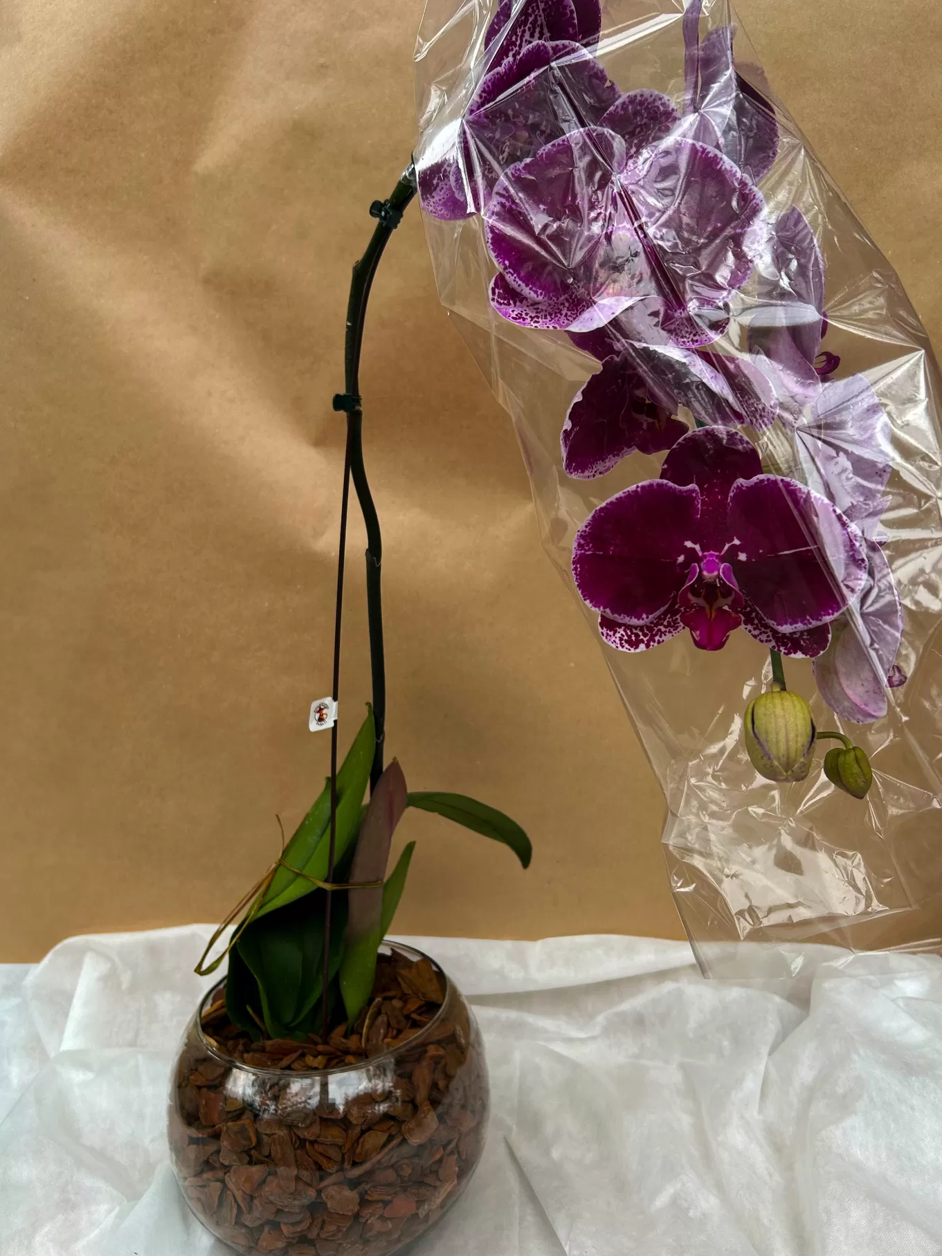 ORQUÍDEA EXÓTICA MODELO CASCATA - Imagem 3