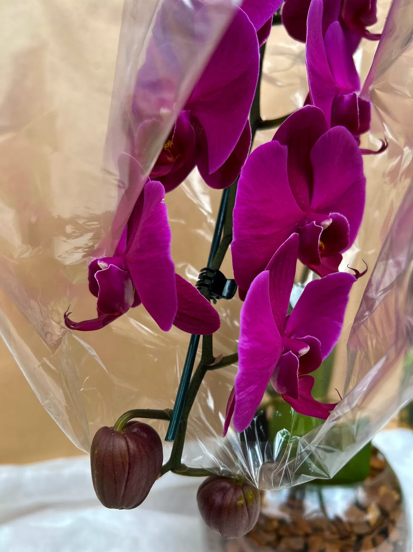 ORQUÍDEA MODELO CASCATA PINK - Imagem 3